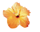 logo, barbara, tschann, karlsruhe, ayurveda, massage
